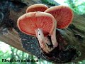 Rhodotus palmatus-amf1616-1